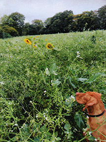 On The Farm Dec 24.jpg