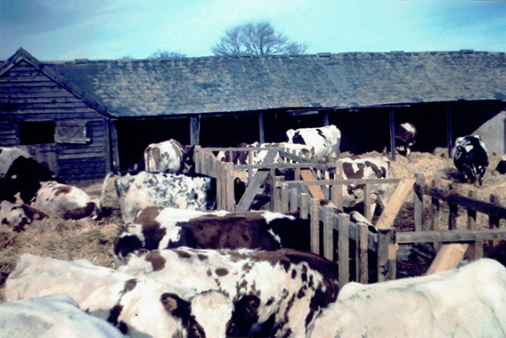 File:Stocken Farm Herd in Yard 1960.jpg