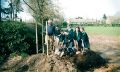 Chestnut Tree 03.jpg
