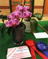 Horticultural Society Jun 24 03.jpg