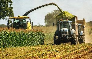 On The Farm Nov 19 01.jpg