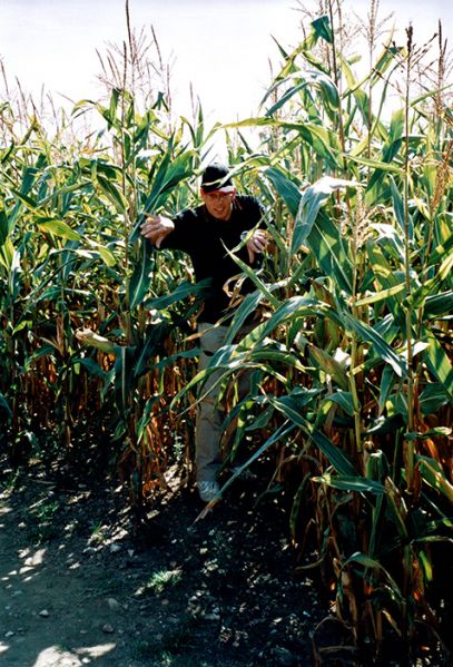 File:Maize Maze Crop.jpg