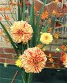 Horticultural Society Nov 23 05.jpg