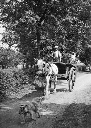 Horse & Cart.jpg